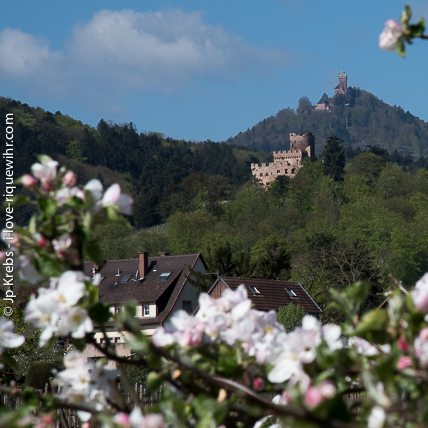 Von Burg zur Burg... Blick auf die Burg Haut Koenigsbourg (im Hintergrund) und die Burg von Kintzheim.